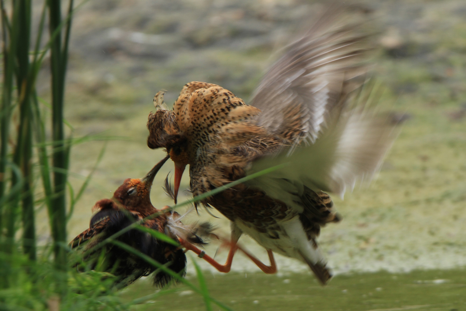 Kampfläufer