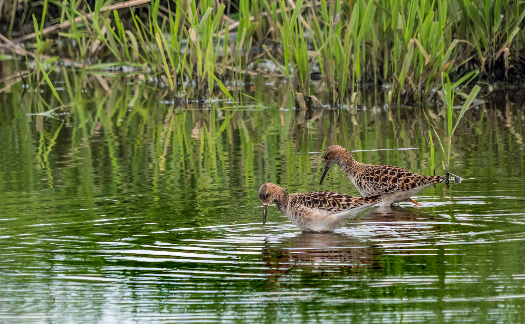 KAMPFLÄUFER DUO