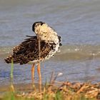 kampfläufer - er macht sich hübsch (neusiedlersee 2014)