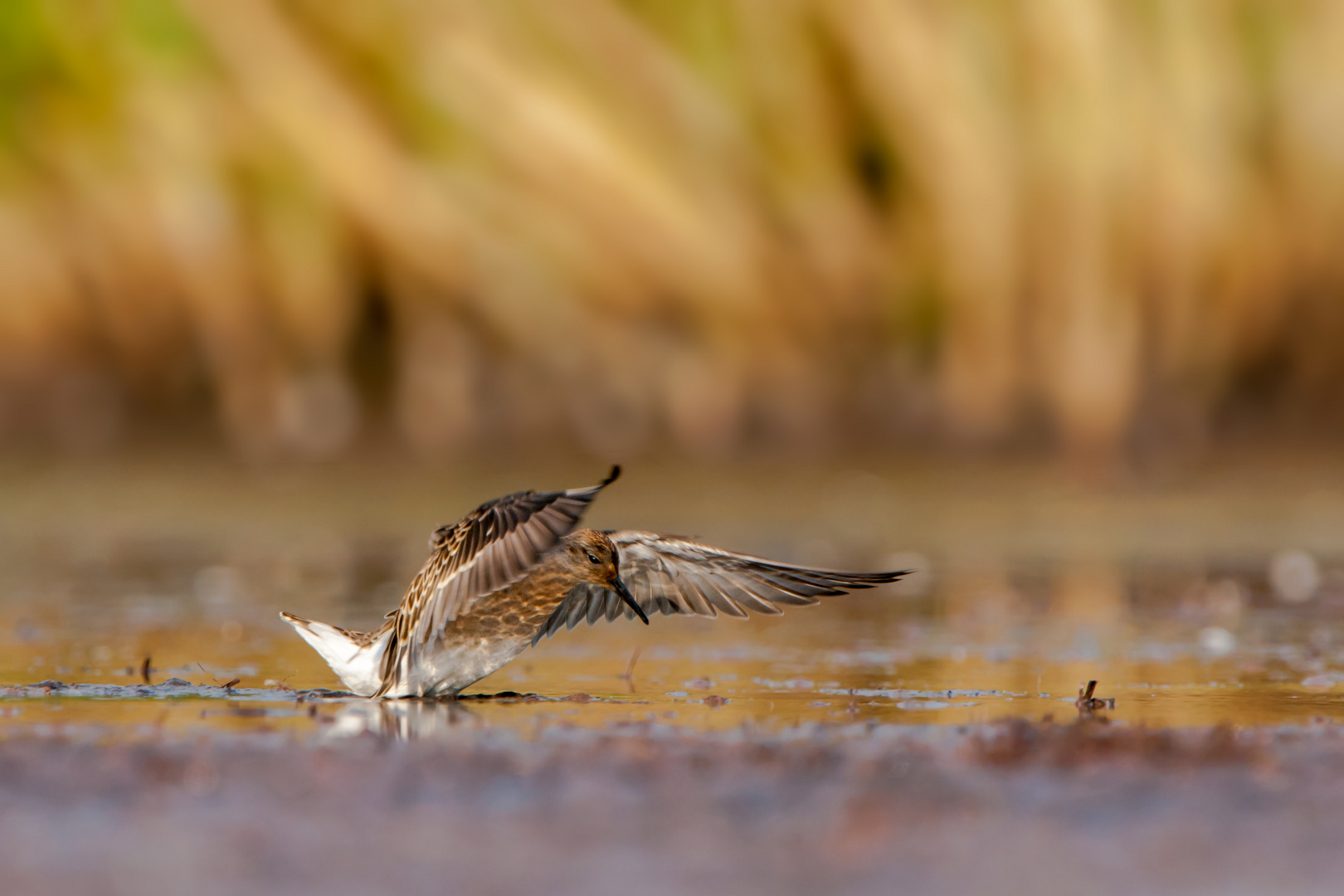 Kampfläufer im Abendlicht