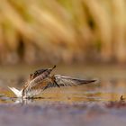 Kampfläufer im Abendlicht