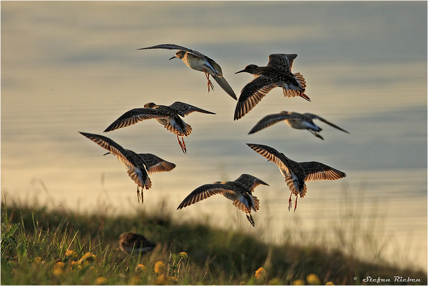 Kampfläufer im Abendrot