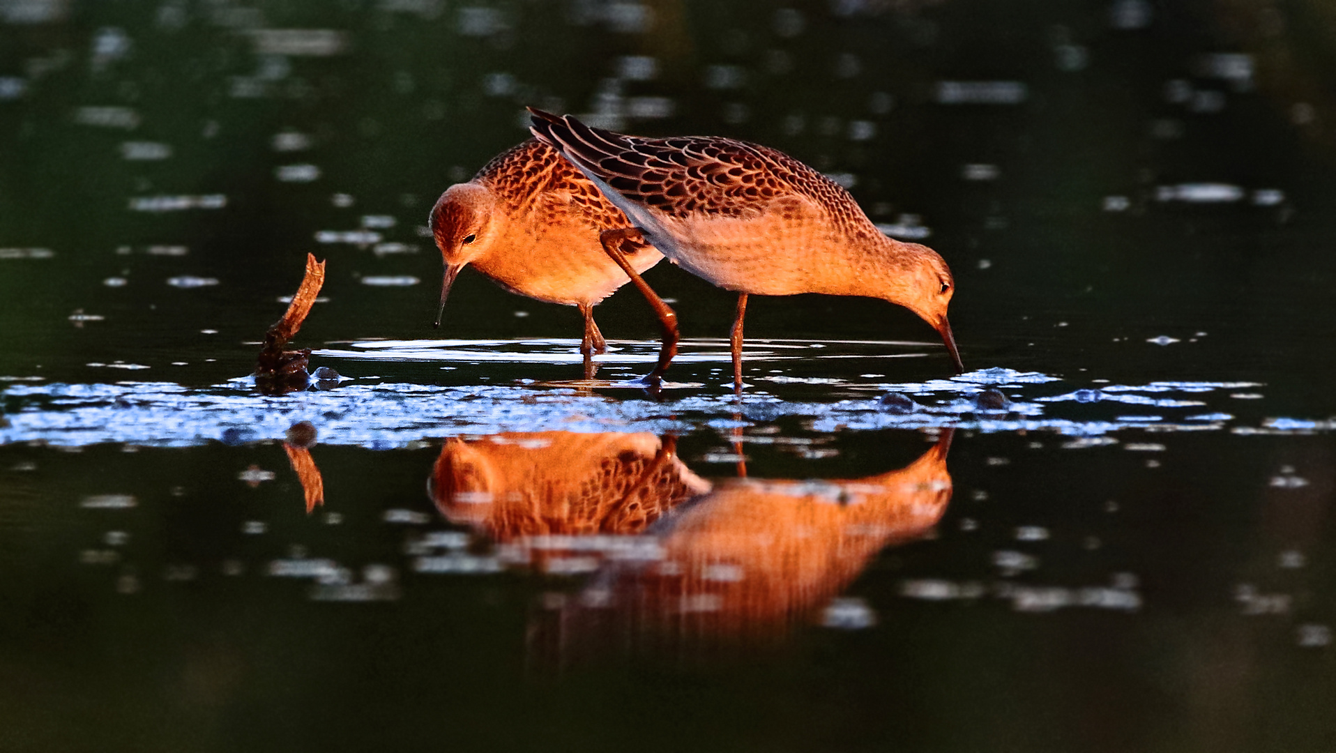 "KAMPFLÄUFER im Abendrot"