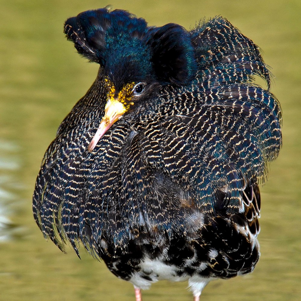 Kampfläufer im Balzkleid