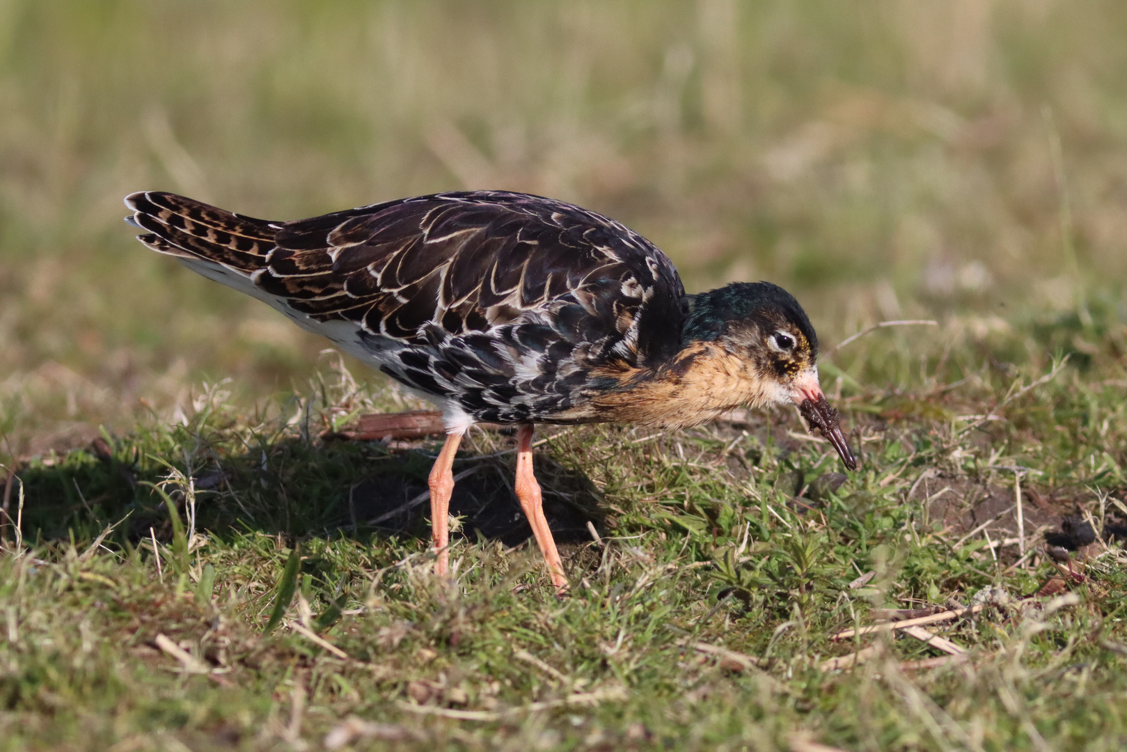 Kampfläufer im Feuchtgebiet