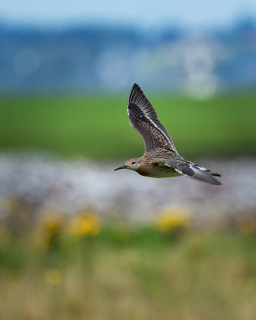 Kampfläufer im Flug