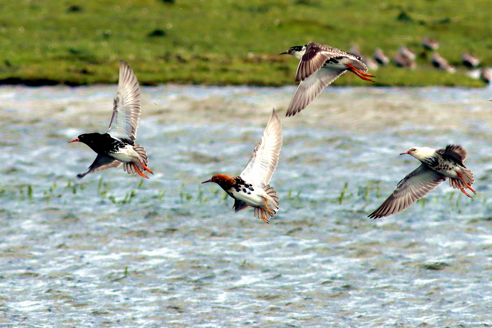 Kampfläufer im Flug