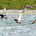 Kampfläufer im Flug