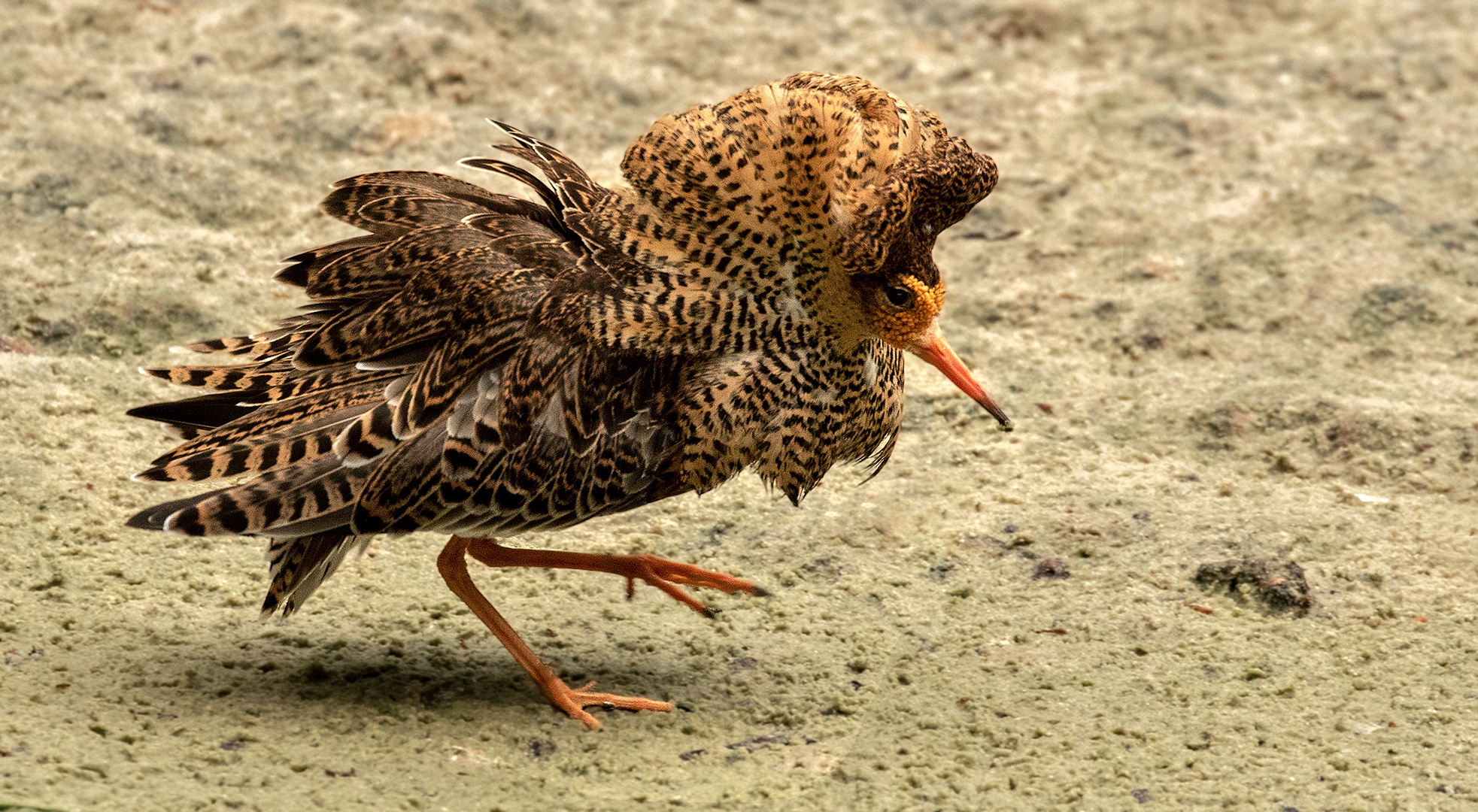 Kampfläufer im Prachtkleid 001 