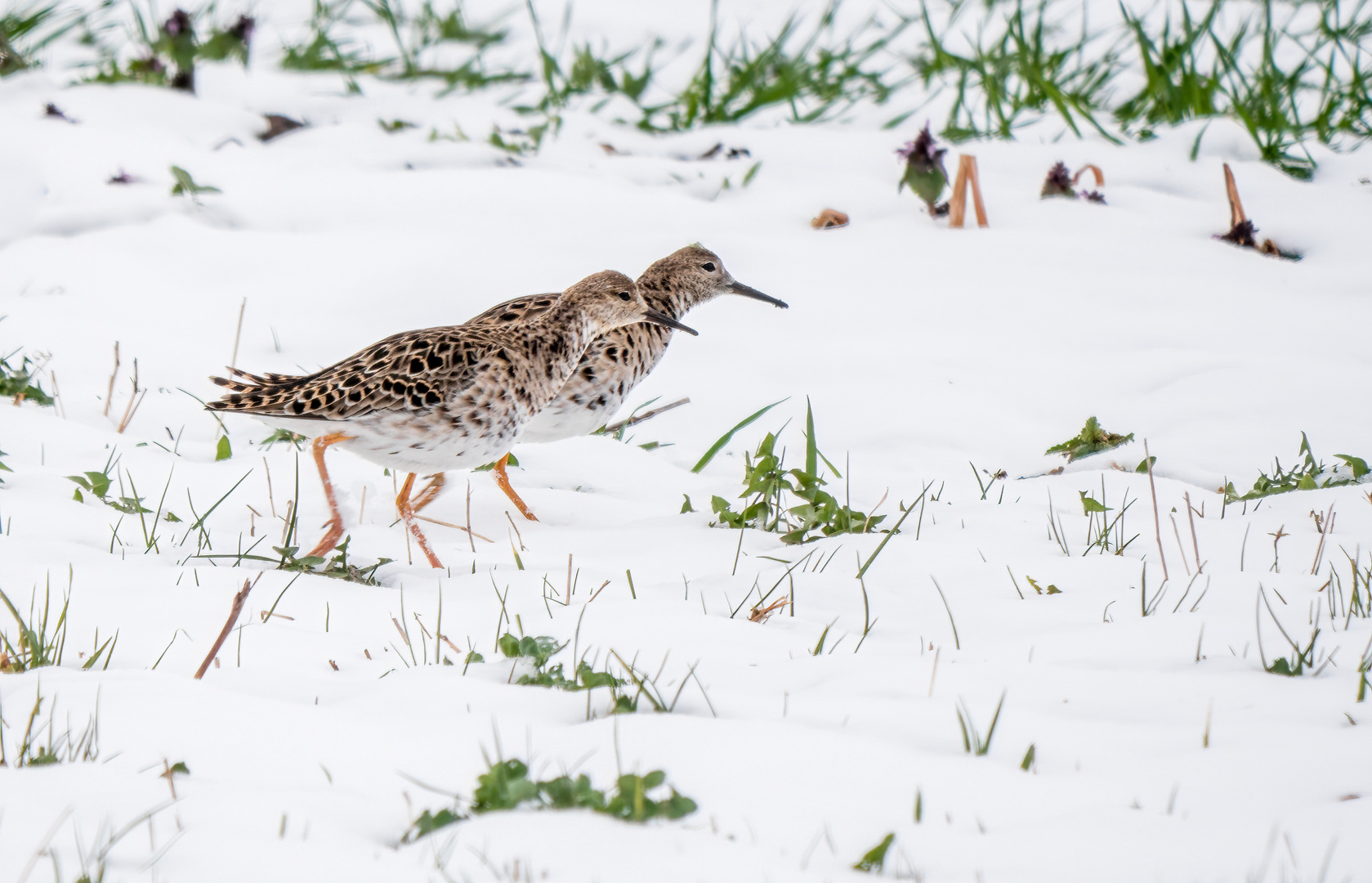 "KAMPFLÄUFER" im Schnee