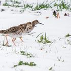 "KAMPFLÄUFER" im Schnee