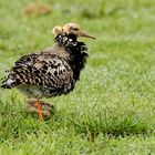 Kampfläufer in der Balz