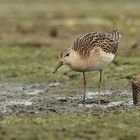 Kampfläufer In der herbstlichen Feder