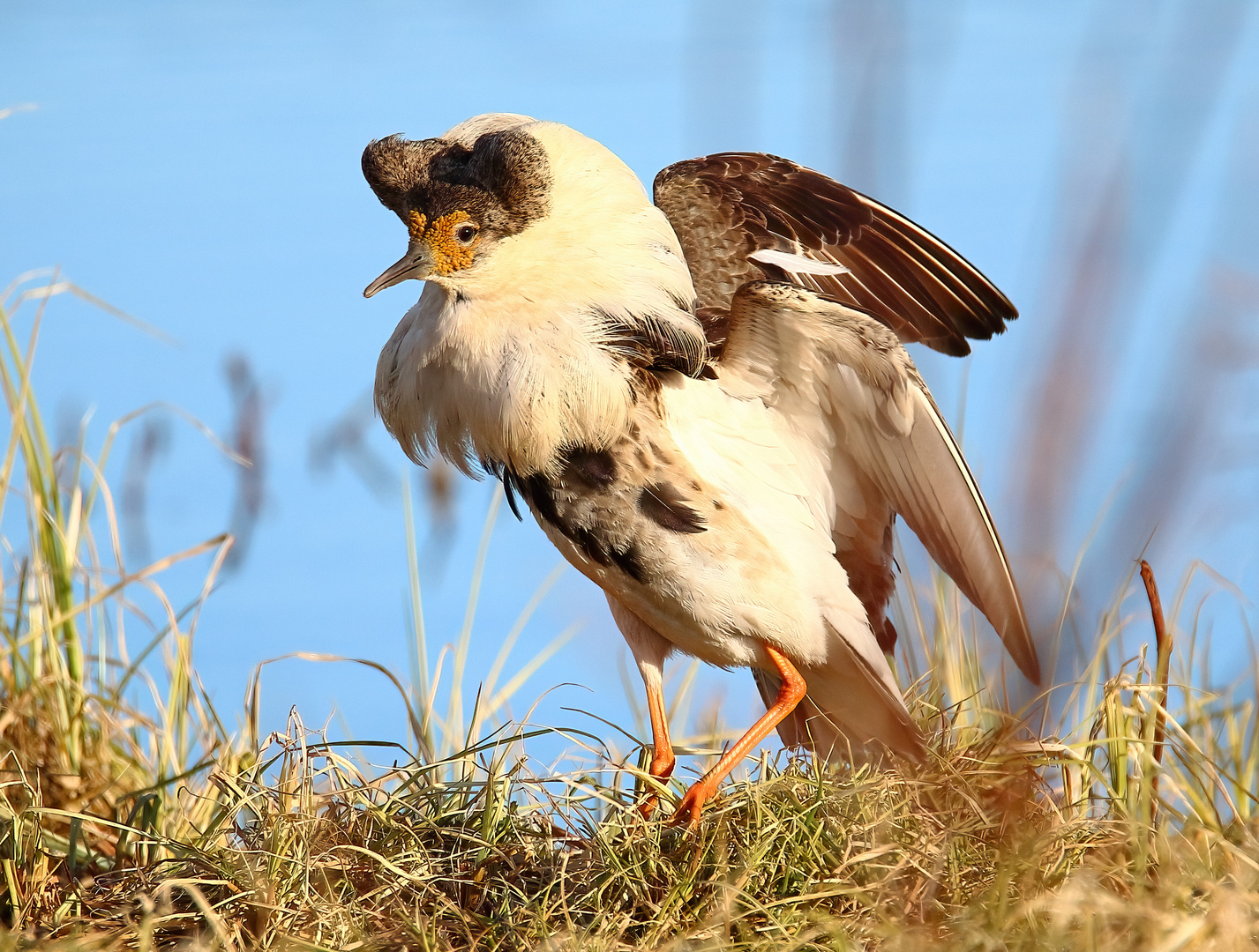 Kampfläufer in Kampfeslaune