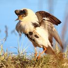 Kampfläufer in Kampfeslaune