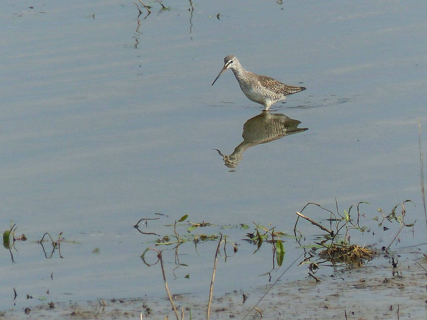 Kampfläufer  mit Spiegelung