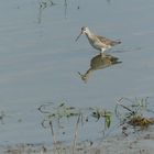 Kampfläufer  mit Spiegelung