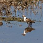 Kampfläufer mit weißer Halskrause