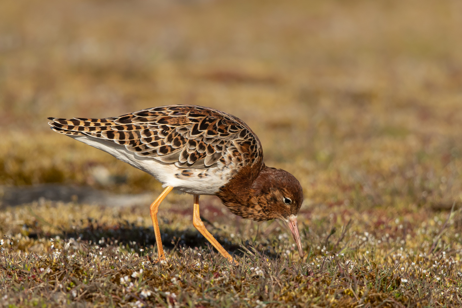 Kampfläufer Öland