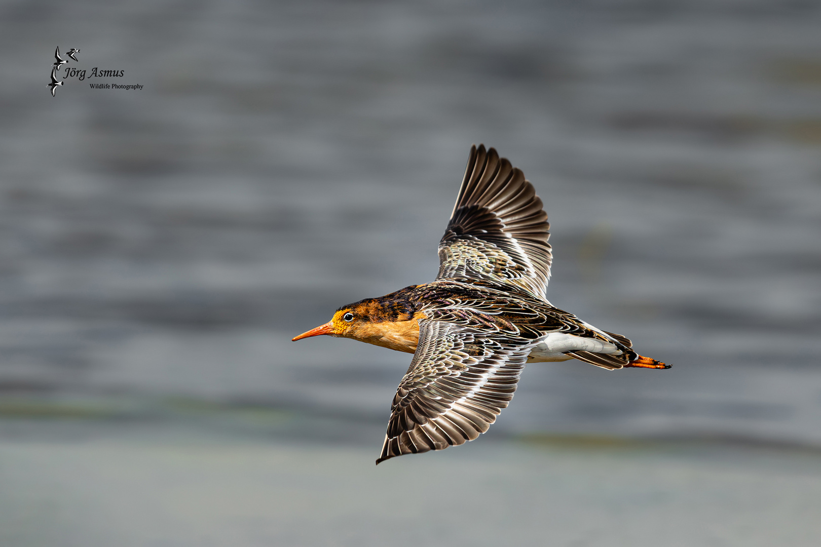 Kampfläufer // Öland