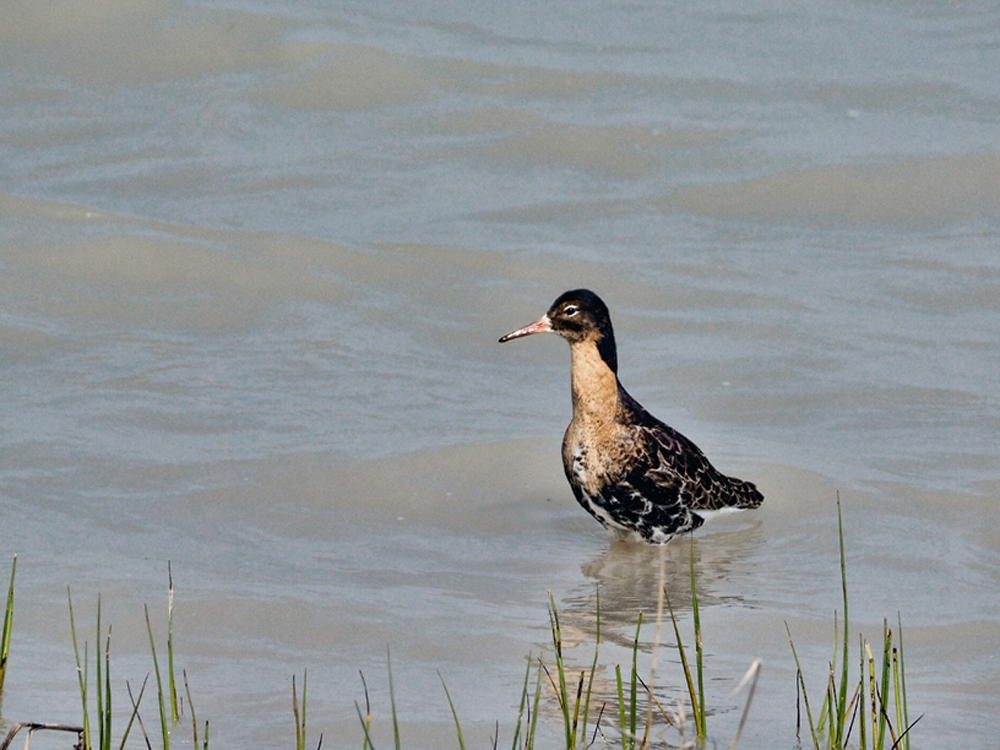 Kampfläufer (Philomachus pugnax) - 03