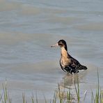 Kampfläufer (Philomachus pugnax) - 03