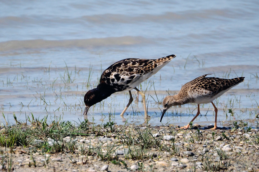 Kampfläufer (Philomachus pugnax) – 04