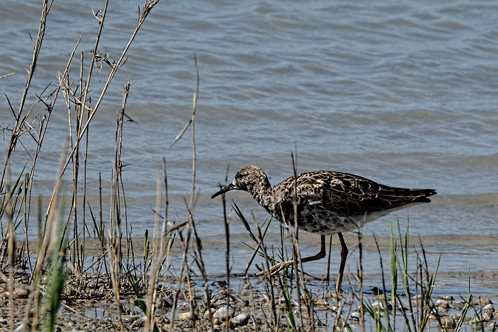 Kampfläufer (Philomachus pugnax) – 05