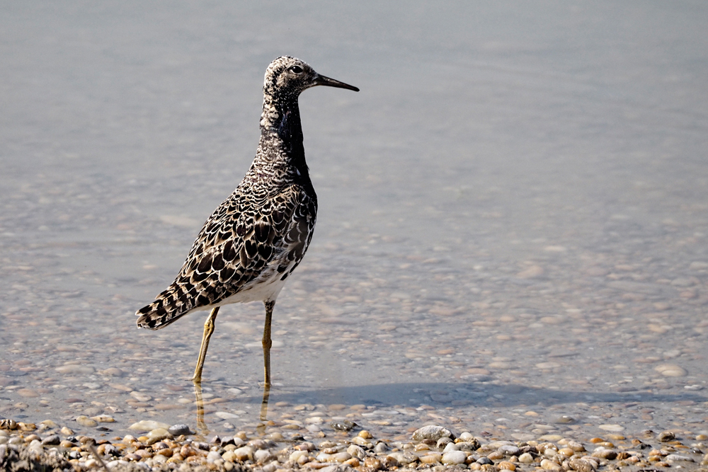 Kampfläufer (Philomachus pugnax) - 06