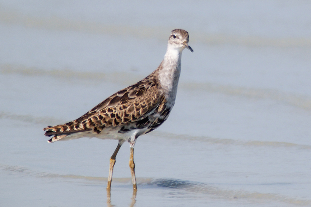 Kampfläufer (Philomachus pugnax) 07