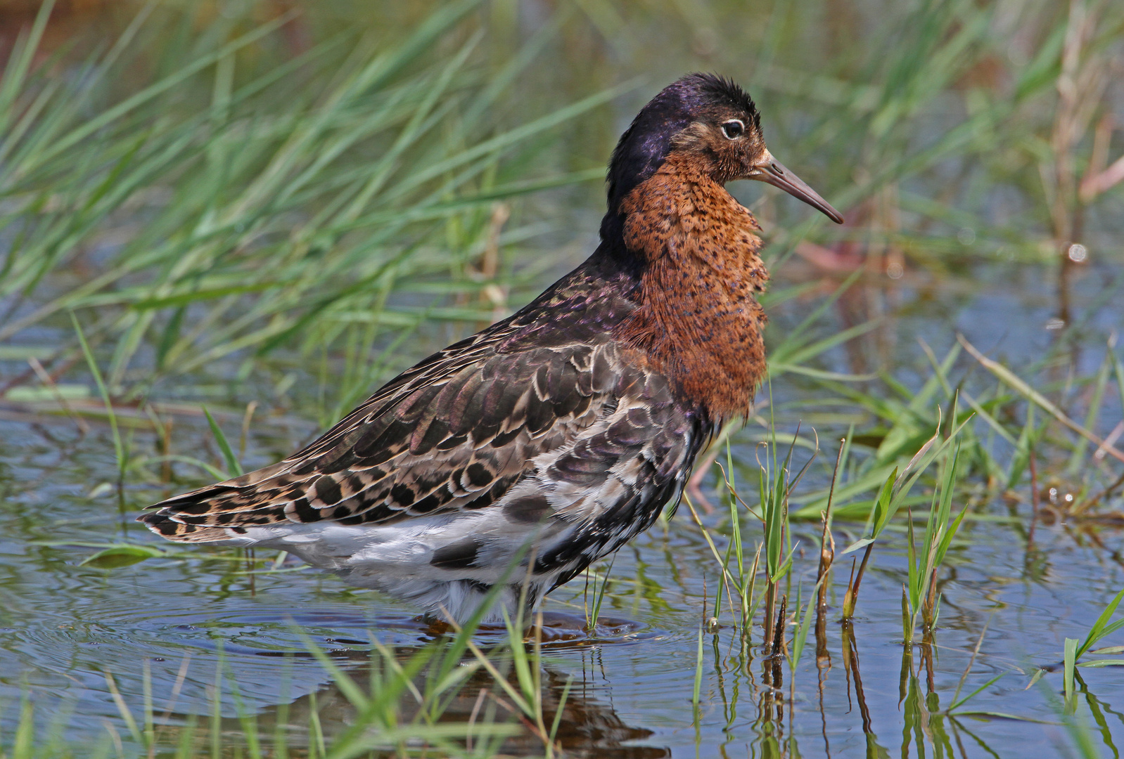 Kampfläufer (Philomachus pugnax)