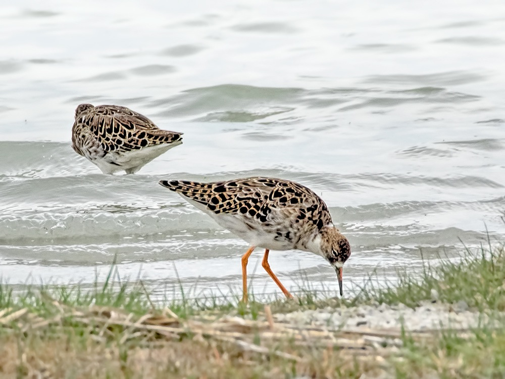 Kampfläufer (Philomachus pugnax)