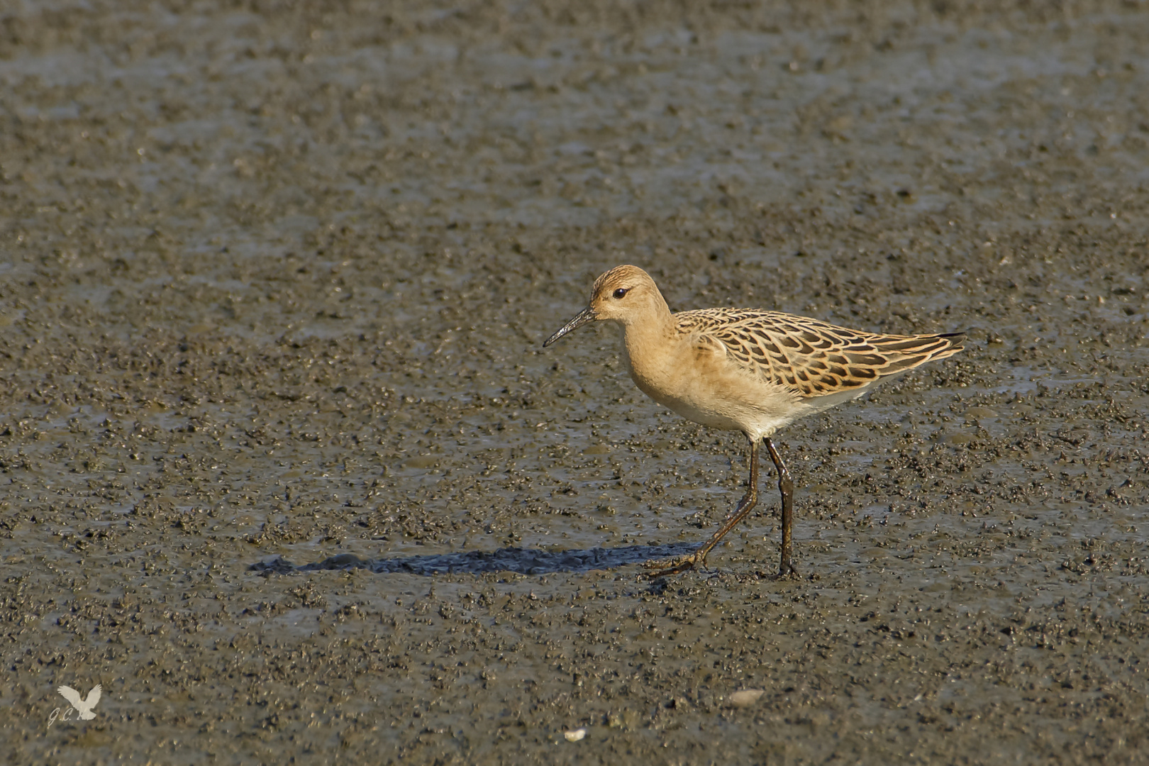 Kampfläufer (Philomachus pugnax)