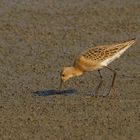 Kampfläufer (Philomachus pugnax) bei der Nahrungssuche ...