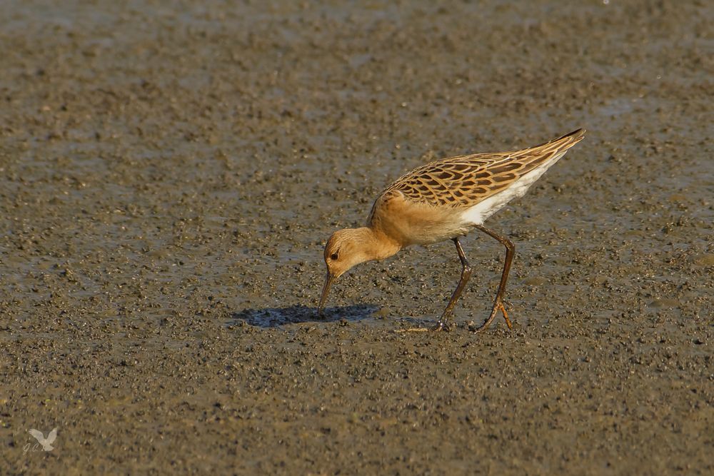 Kampfläufer (Philomachus pugnax) bei der Nahrungssuche ...