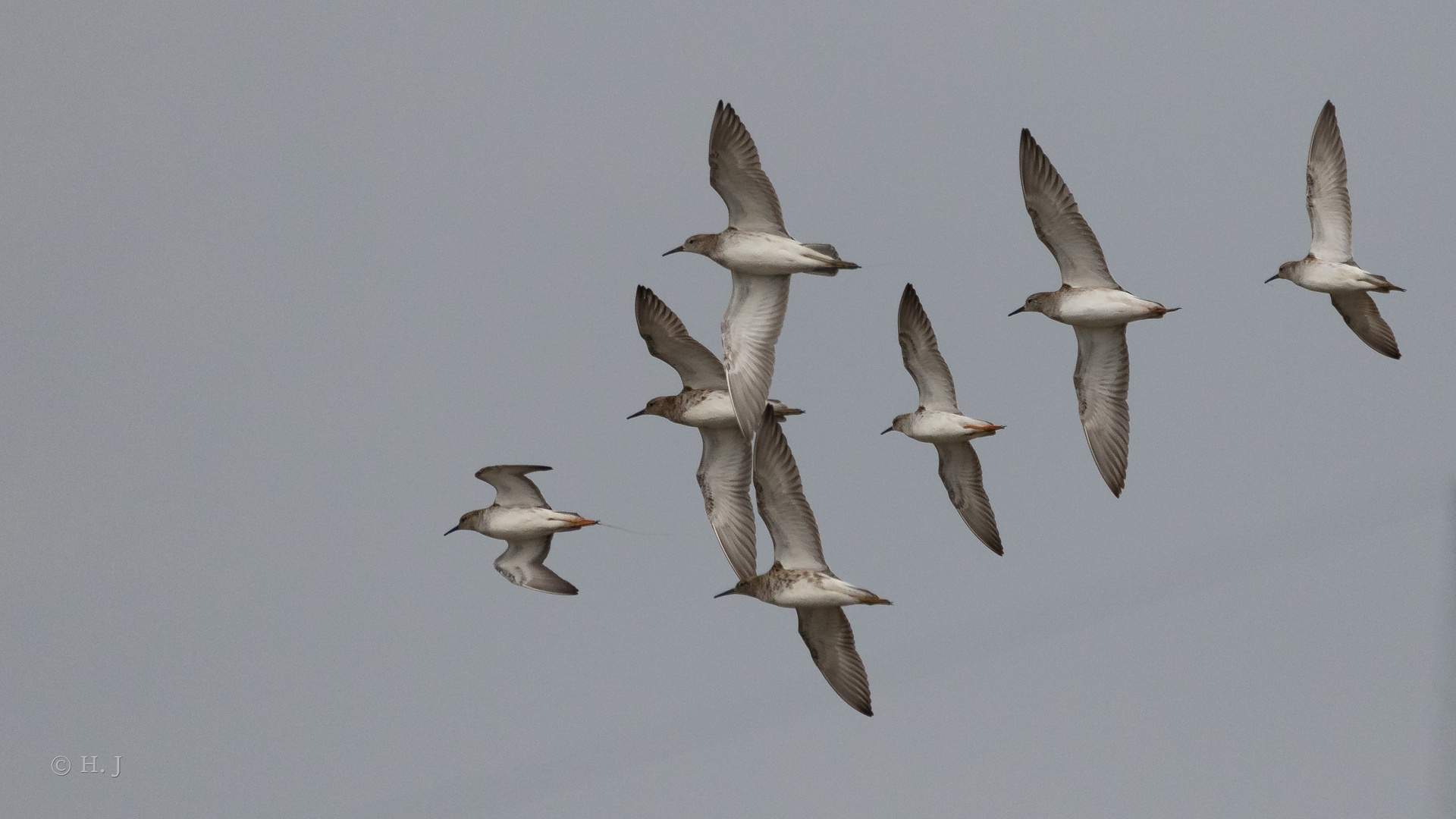  Kampfläufer (Philomachus pugnax)