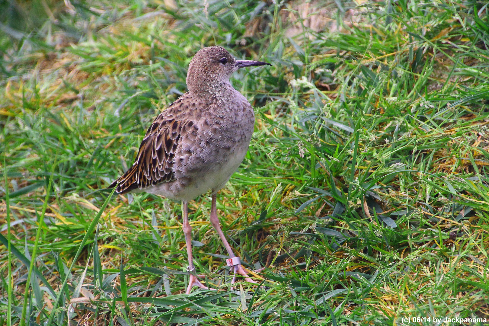 Kampfläufer (Philomachus pugnax ),