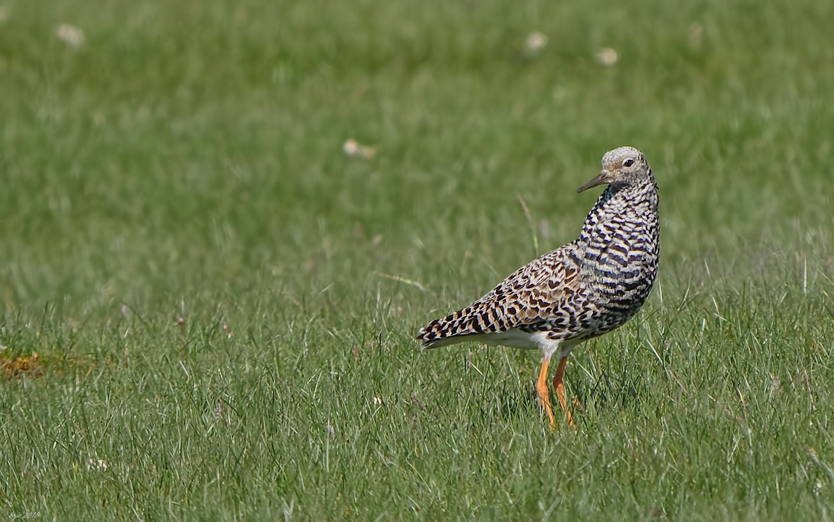 Kampfläufer (Philomachus pugnax) Im Prachtgefieder