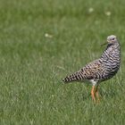 Kampfläufer (Philomachus pugnax) Im Prachtgefieder