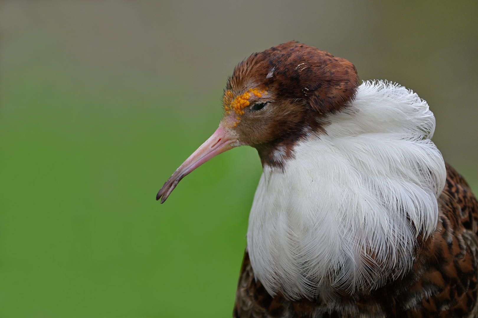 Kampfläufer Portrait 