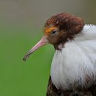 Kampfläufer Portrait 