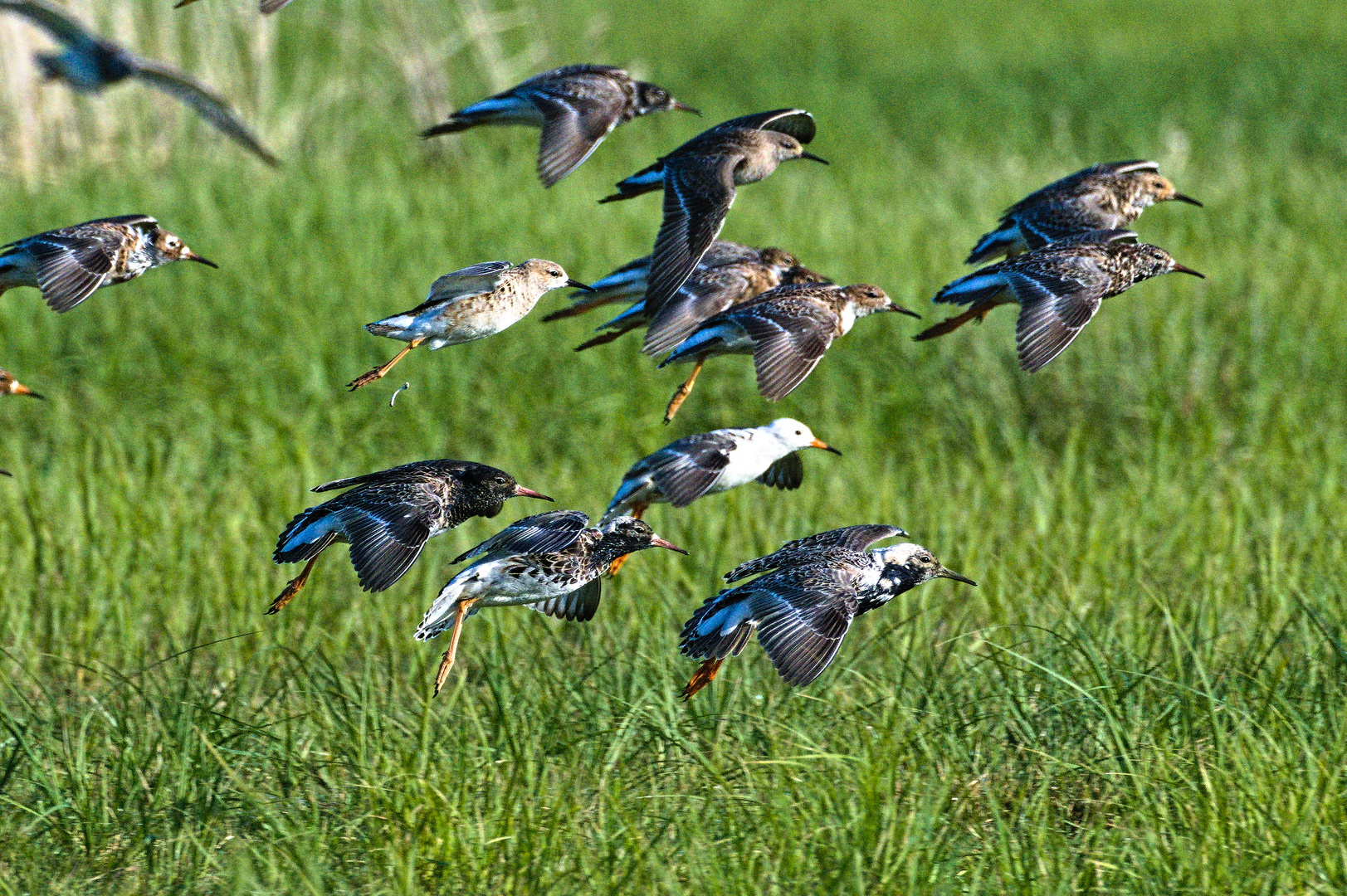 Kampfläufer Schwarm 04.2020 