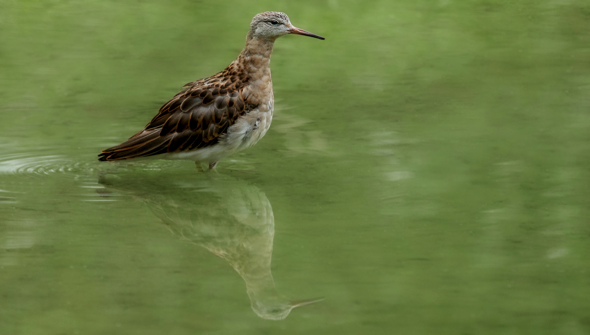 Kampfläufer Spiegelbild 001 