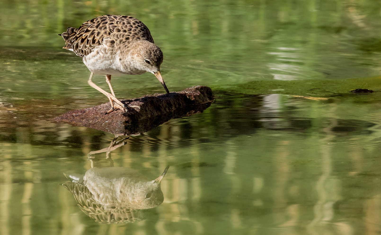 Kampfläufer Spiegelbild 