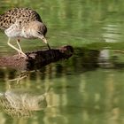 Kampfläufer Spiegelbild 