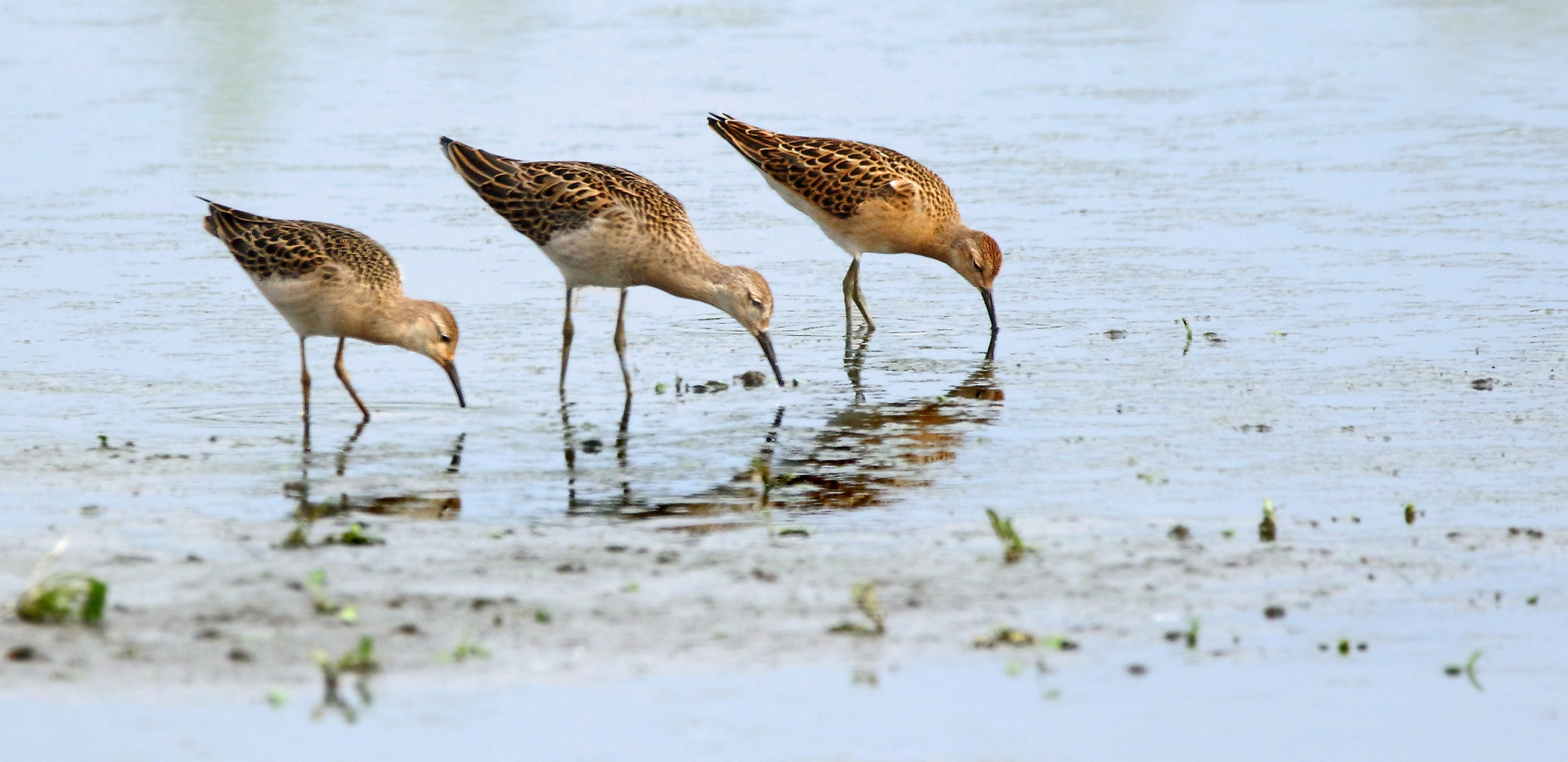 Kampfläufer Trio (Dokubild)