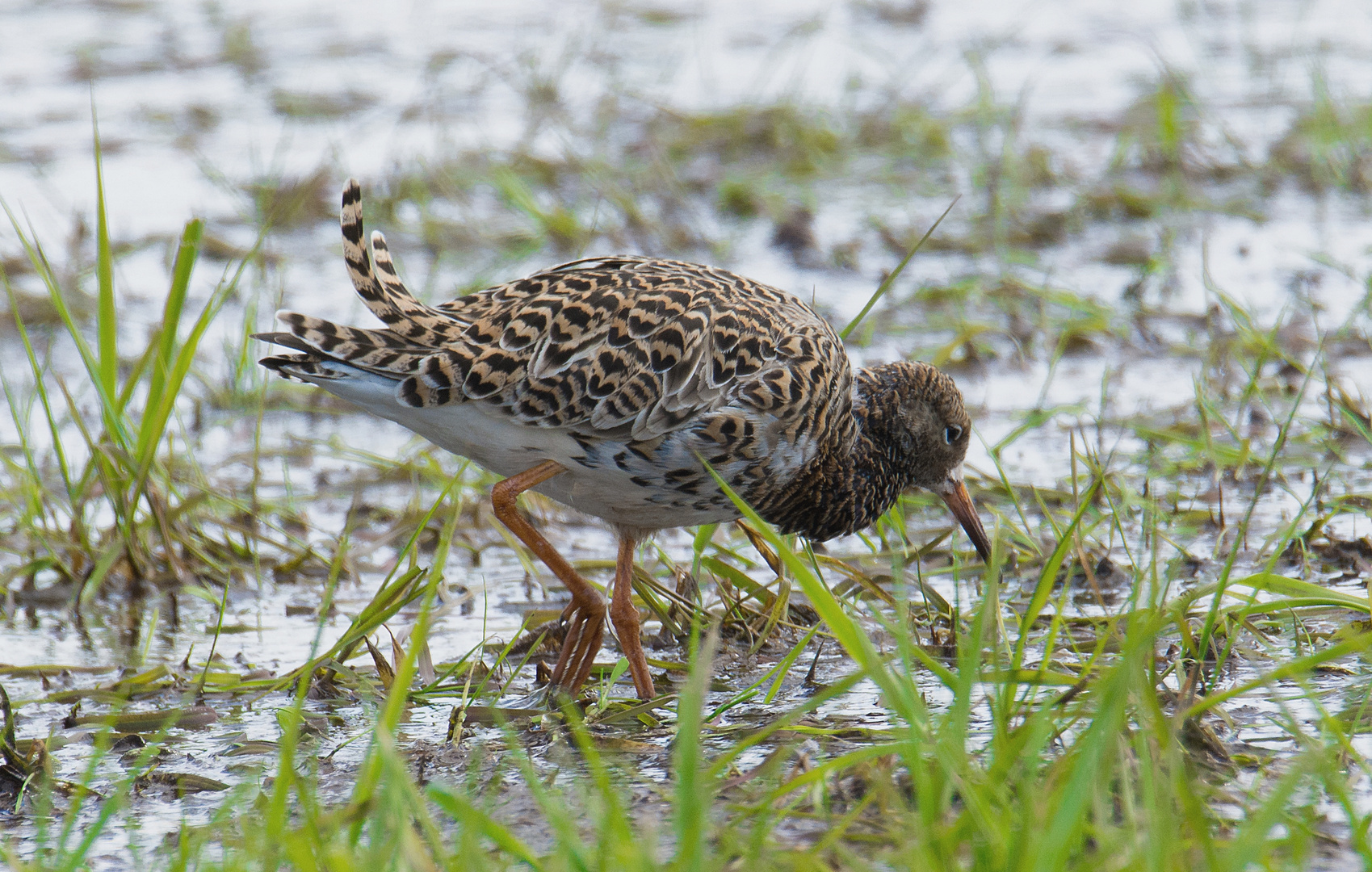 Kampfläufer Weibchen - Dümmer - 18.4.2015