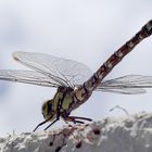 Kampflieger - Blaugruene Mosaikjungfer