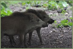 Kampflustige junge Wildschweine