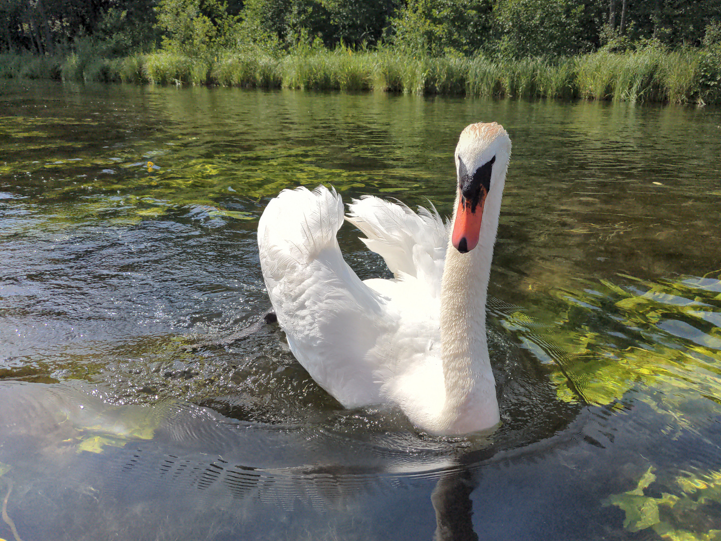 Kampflustiger Schwan